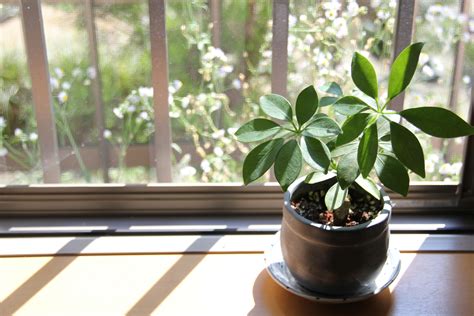 細裂葉珊瑚油桐|植物